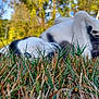 dog, grass, outdoor, house, trees, nature, pet, relaxed, playful, lying_down, black_and_white, paw, fur, daylight, summer, yard, animal, canine, background, blurred