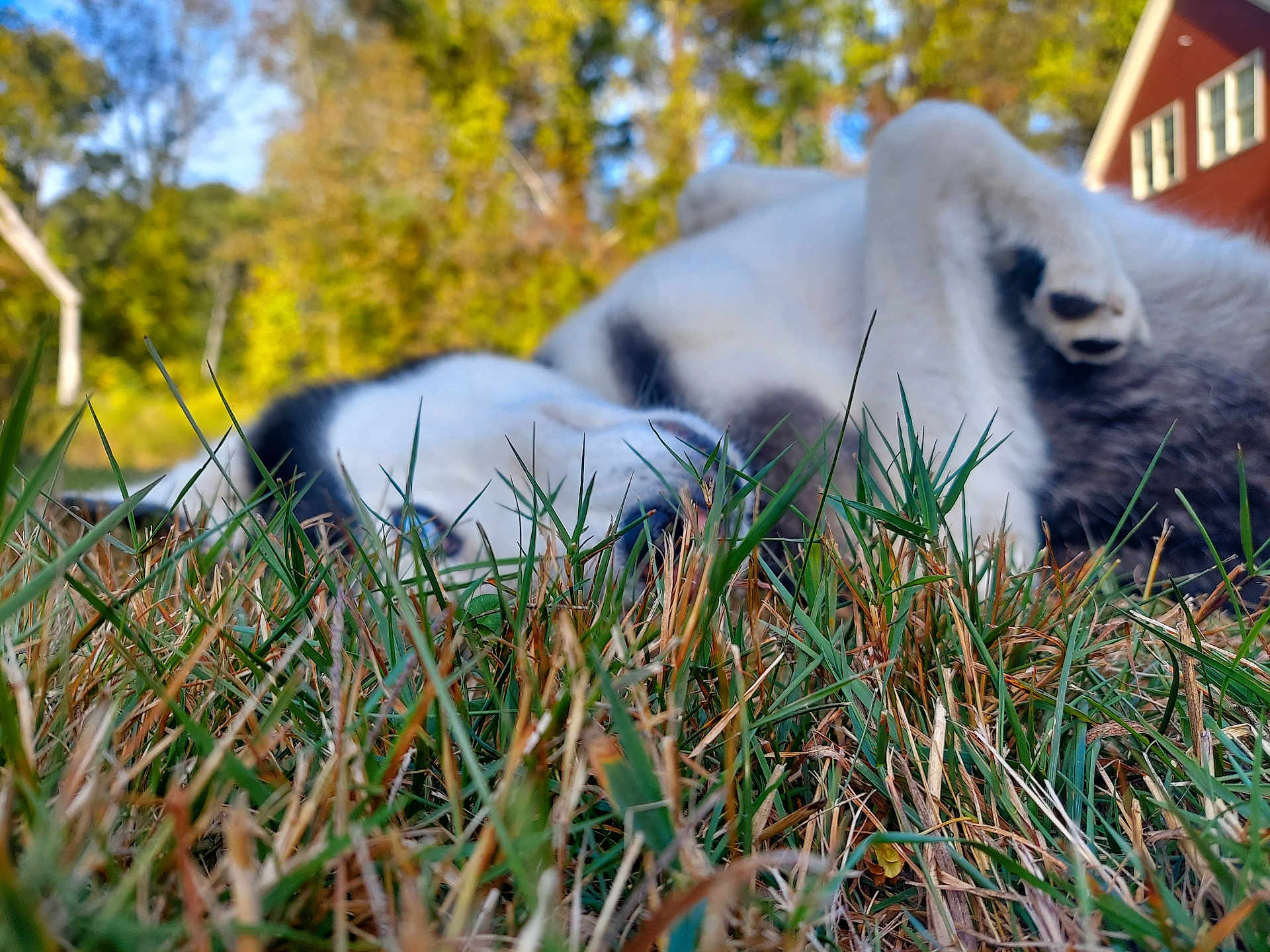 Winchester joined the competition — help win amazing prizes! dog, grass, outdoor, house, trees, nature, pet, relaxed, playful, lying_down, black_and_white, paw, fur, daylight, summer, yard, animal, canine, background, blurred