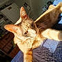 Big Boi is registered to the contest to win money with this photo: cat, orange_tabby, pet, indoor, sunlight, relaxed, stretching, feline, bedspread, quilt, cozy, whiskers, ears, fur, animal, domestic, resting, home, comfort, shadow