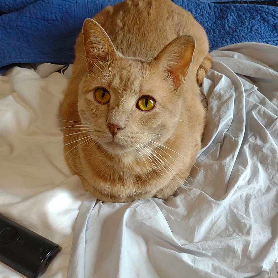 Big Boi joined the competition — help win amazing prizes! animal, bed, blanket, cat, cozy, cute, domestic_cat, ears, eyes, feline, fur, ginger_cat, indoor, looking_at_camera, orange_fur, pet, remote_control, resting, sheet, whiskers