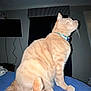 cat, orange_tabby, pet, indoor, feline, collar, bed, blue_quilt, curious, side_profile, whiskers, tail, fur, domestic_animal, resting, quiet, room, television, curtain, wall