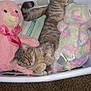 Ruby joined the competition — help win amazing prizes! cat, tabby_cat, laundry_basket, stuffed_animal, pink_teddy_bear, pastel_teddy_bear, towel, carpet, indoor, pet, relaxed, feline, animal, soft_toys, cozy, resting, cute, domestic_animal, fur, whiskers