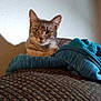 Ruby joined the competition — help win amazing prizes! cat, tabby, indoor, couch, blanket, feline, pet, brown, blue, texture, wall, shadow, looking, relaxed, animal, fur, ears, whiskers, home, comfortable