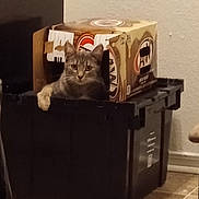 Ruby joined the competition — help win amazing prizes! cat, bin, cardboard_box, indoor, floor, tile_floor, pet, feline, container, curious, resting, domestic_animal, animal, home, wall, black, gray, tabby_cat, one_cat, looking