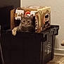 cat, bin, cardboard_box, indoor, floor, tile_floor, pet, feline, container, curious, resting, domestic_animal, animal, home, wall, black, gray, tabby_cat, one_cat, looking