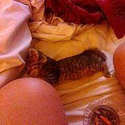 Max joined the competition — help win amazing prizes! kitten, tabby, sleeping, bed, blanket, ashtray, cigarette_butts, human_knee, indoor, furniture, resting, cozy, animal, pet, feline, soft_lighting, fabric, close_up, domestic, relaxation