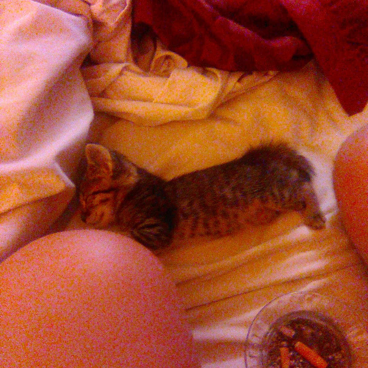 Max joined the competition — help win amazing prizes! animal, ashtray, bed, blanket, cigarette_butts, close_up, cozy, domestic, fabric, feline, furniture, human_knee, indoor, kitten, pet, relaxation, resting, sleeping, soft_lighting, tabby