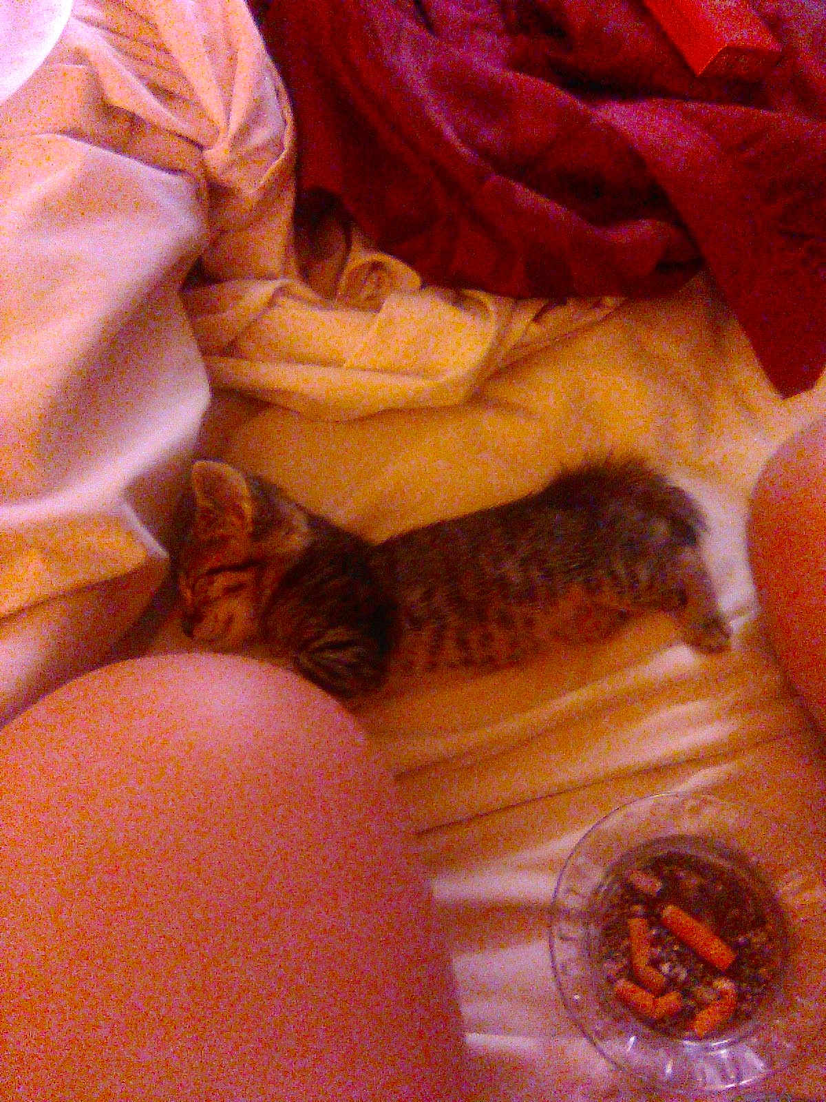 Max joined the competition — help win amazing prizes! kitten, tabby, sleeping, bed, blanket, ashtray, cigarette_butts, human_knee, indoor, furniture, resting, cozy, animal, pet, feline, soft_lighting, fabric, close_up, domestic, relaxation