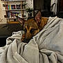 Laïko a rejoint le concours — aidez-le/la à gagner de superbes lots ! dog, blanket, couch, indoor, pet, cozy, brown, ears, furniture, plant, shelf, books, living_room, relaxed, home, portrait, canine, comfort, resting, domestic
