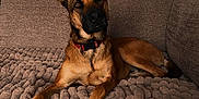 Laïko participe au concours pour gagner de l'argent avec cette photo : dog, canine, pet, indoor, couch, blanket, fur, ears, brown, collar, paw, relaxed, looking, animal, portrait, home, cozy, furniture, laying, curious