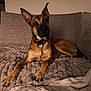 dog, canine, pet, indoor, couch, blanket, fur, ears, brown, collar, paw, relaxed, looking, animal, portrait, home, cozy, furniture, laying, curious