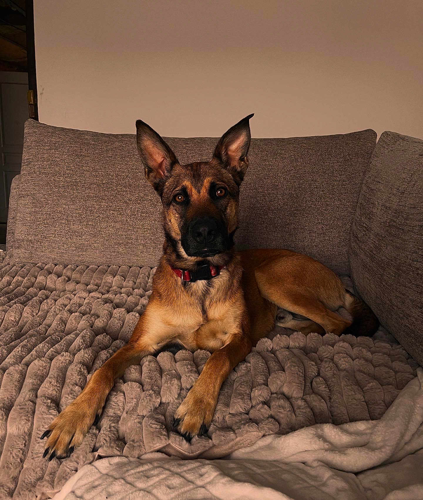 Laïko a rejoint le concours — aidez-le/la à gagner de superbes lots ! dog, german_shepherd, pet, indoor, couch, blanket, relaxed, brown, alert, ears_up, fur, collar, home, comfort, animal, canine, laying_down, portrait, cozy, furniture
