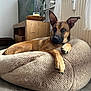 Laïko participe au concours pour gagner de l'argent avec cette photo : dog, indoor, bean_bag, wooden_floor, furniture, television, curtains, window, plant, relaxed, ears_up, brown_fur, pet, cozy, living_room, natural_light, curious, houseplant, candle, decor