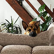 Laïko participe au concours pour gagner de l'argent avec cette photo : dog, couch, indoor, plant, houseplant, wooden_beam, relaxed, pet, furniture, living_room, brown_dog, ears, resting, cozy, home, canine, decor, leaf, comfort, animal