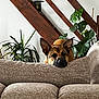 dog, couch, indoor, plant, houseplant, wooden_beam, relaxed, pet, furniture, living_room, brown_dog, ears, resting, cozy, home, canine, decor, leaf, comfort, animal