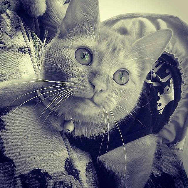 Waffles joined the competition — help win amazing prizes!