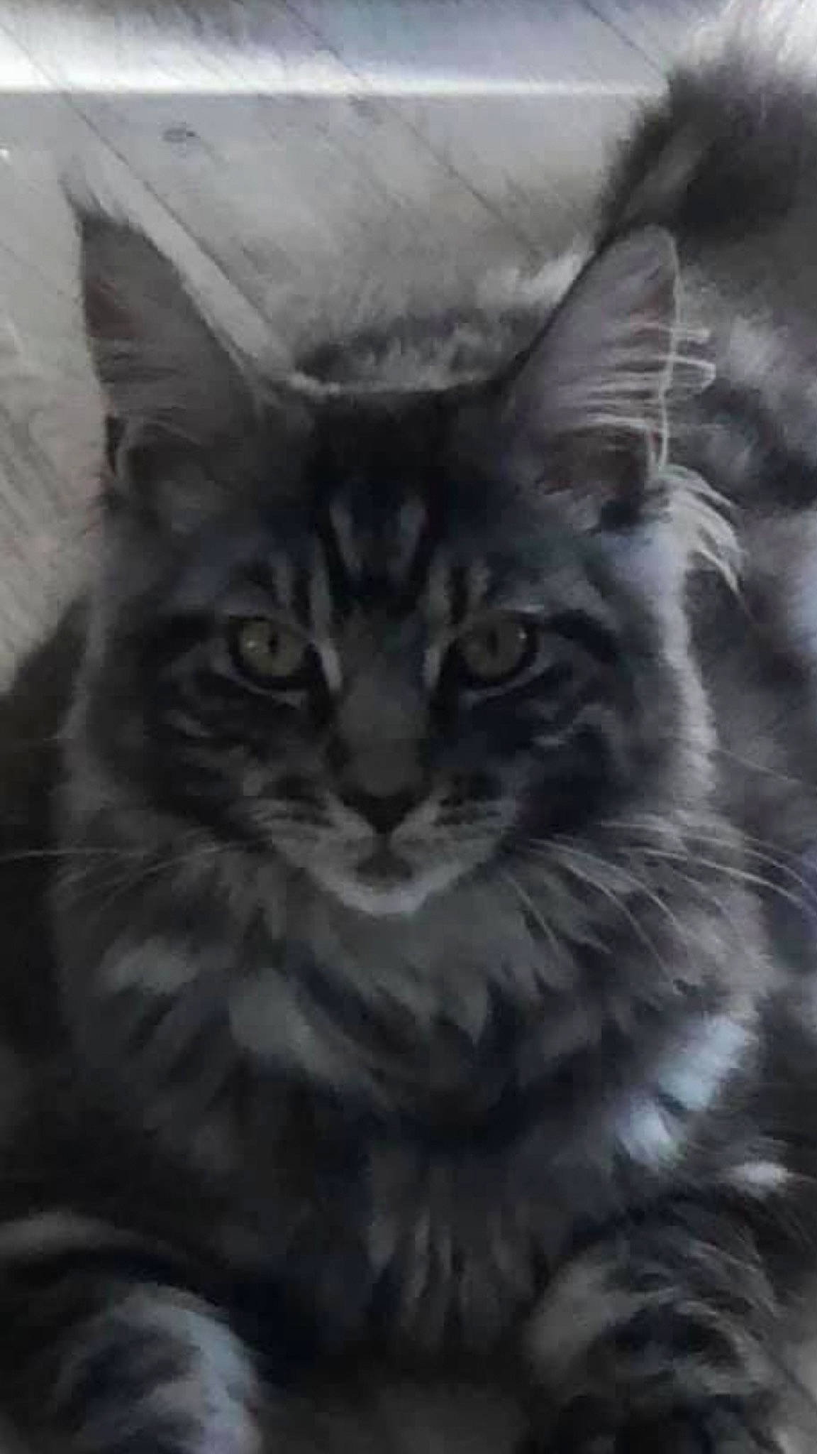 Rosaly a rejoint le concours — aidez-le/la à gagner de superbes lots ! art, carnivore, cat, close_up, darkness, domestic_short_haired_cat, felidae, fur, grey, illustration, maine_coon, monochrome, monochrome_photography, plant, small_to_medium_sized_cats, snout, terrestrial_animal, whiskers, wildlife, window