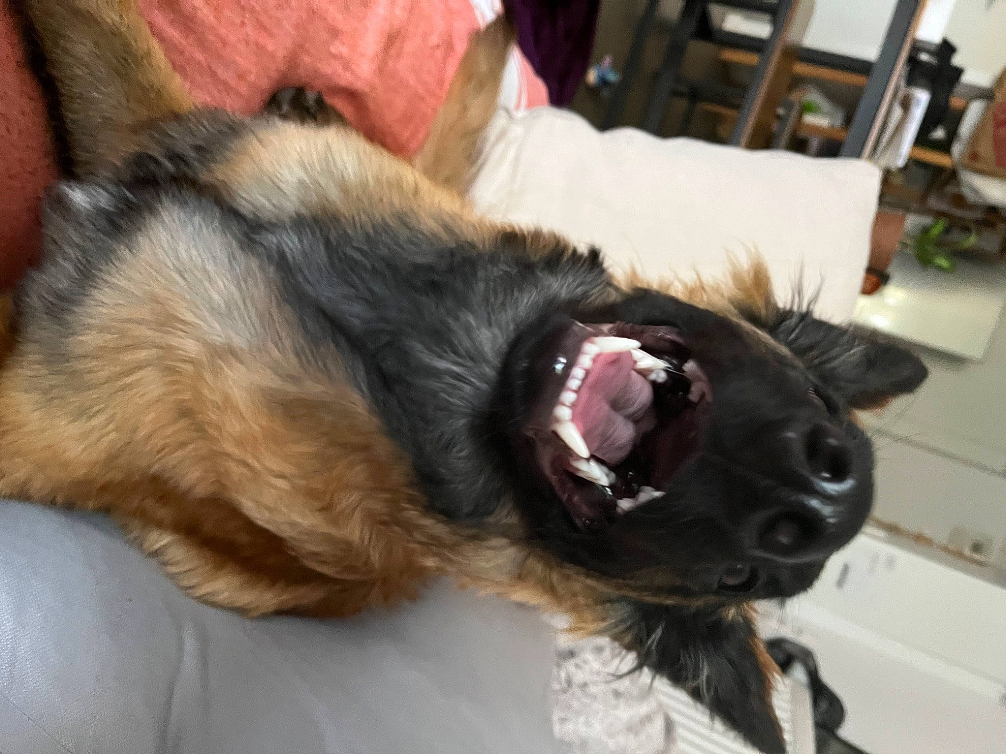 éros participe au concours pour gagner de l'argent avec cette photo : carnivore, collar, companion_dog, dog, dog_breed, dog_collar, ear, fang, felidae, fur, liver, natural_material, paw, small_to_medium_sized_cats, snout, sporting_group, terrier, whiskers, working_animal, yawn