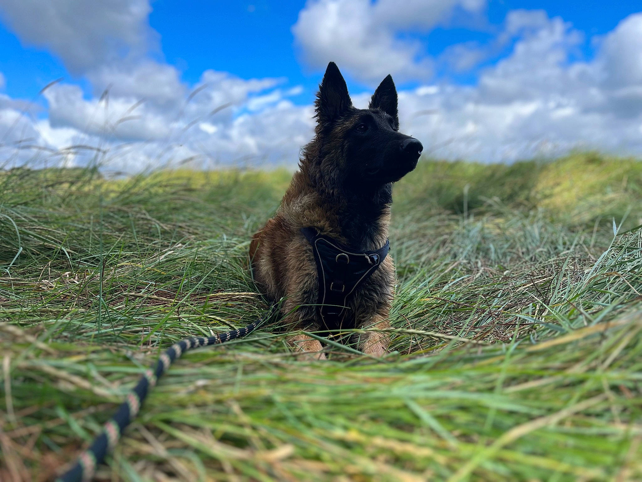 éros a rejoint le concours — aidez-le/la à gagner de superbes lots ! canidae, carnivore, cloud, cumulus, dog, dog_breed, grass, grassland, groenendael, herding_dog, landscape, natural_landscape, pasture, plant, sky, sporting_group, terrestrial_animal, wildlife, wood, working_dog