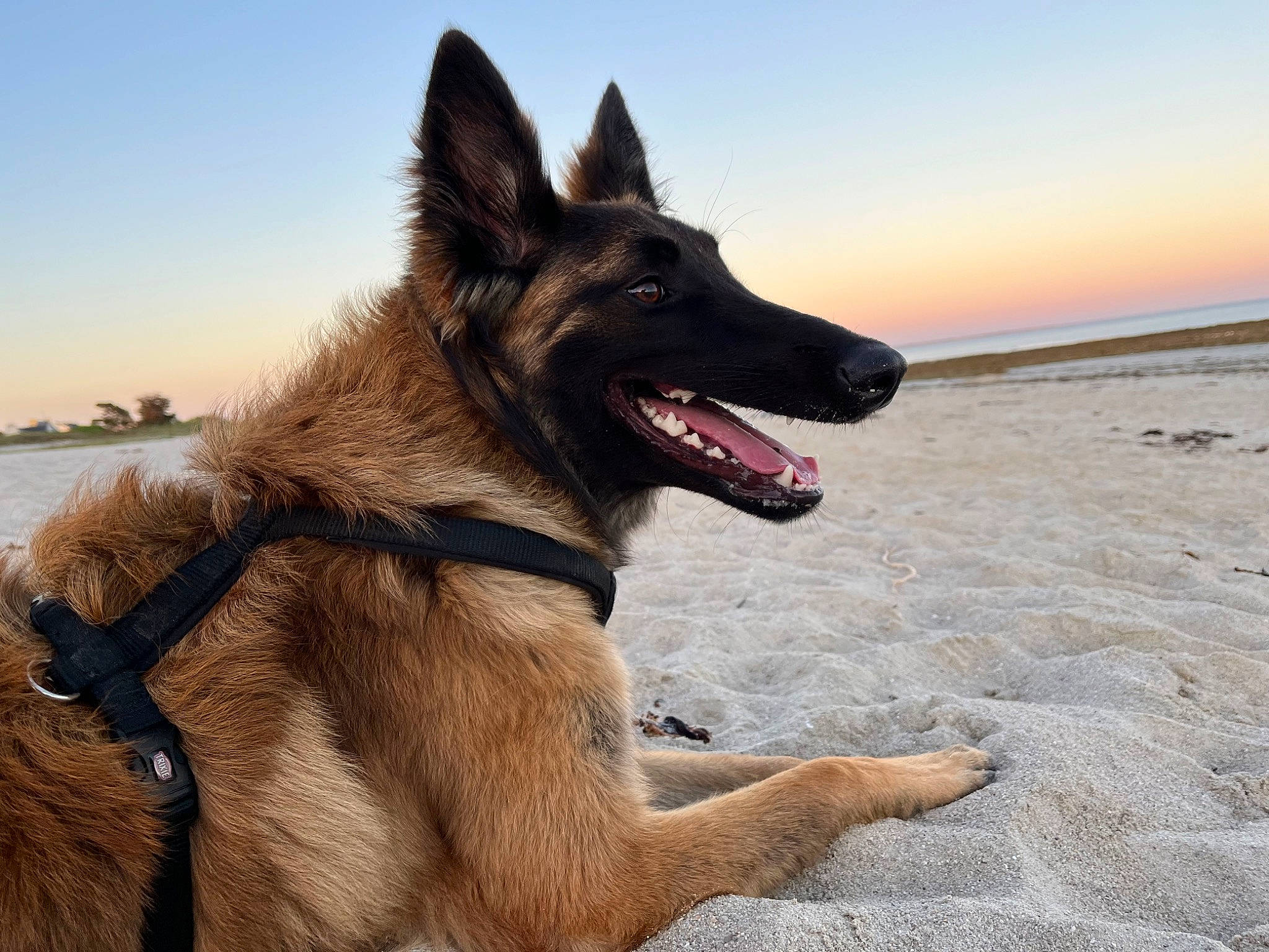 éros participe au concours pour gagner de l'argent avec cette photo : beach, carnivore, collar, companion_dog, dog, dog_breed, dog_collar, dog_supply, east_european_shepherd, german_shepherd_dog, guard_dog, happy, herding_dog, king_shepherd, old_german_shepherd_dog, sky, water, wind_wave, working_animal, working_dog