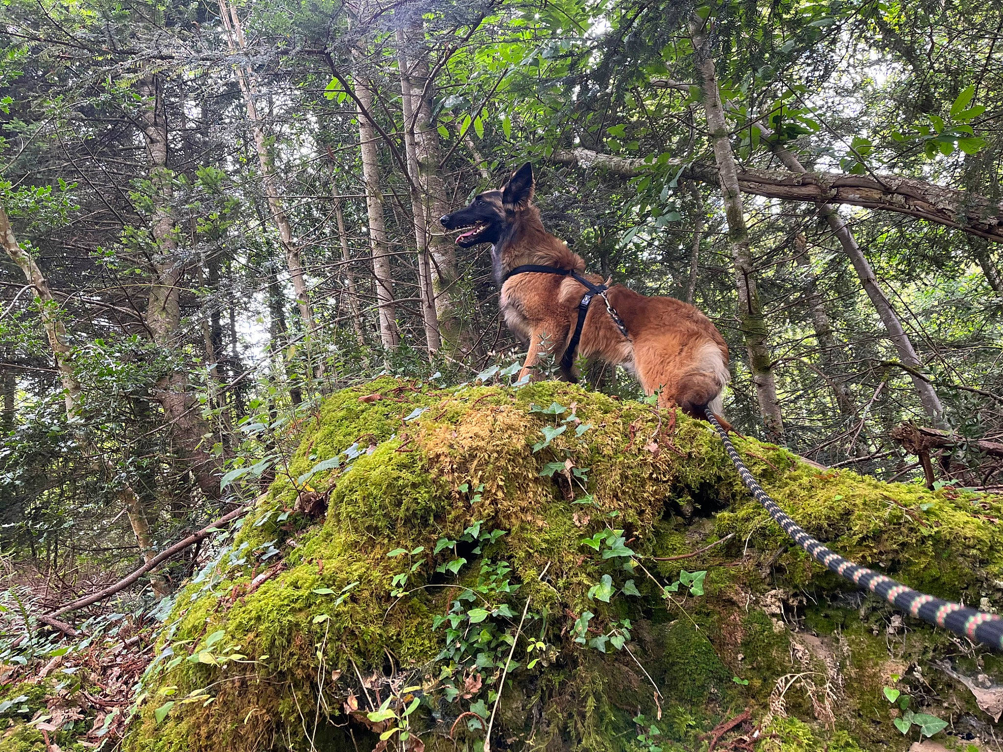 éros a rejoint le concours — aidez-le/la à gagner de superbes lots ! deer, fawn, forest, grass, groundcover, jungle, landscape, natural_landscape, pack_animal, plant, plant_community, temperate_broadleaf_and_mixed_forest, terrestrial_animal, terrestrial_plant, tree, tropical_and_subtropical_coniferous_forests, trunk, wildlife, woodland, working_animal