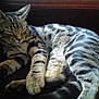 Bronson is registered to the contest to win money with this photo:
