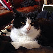 Bronson is registered to the contest to win money with this photo:
