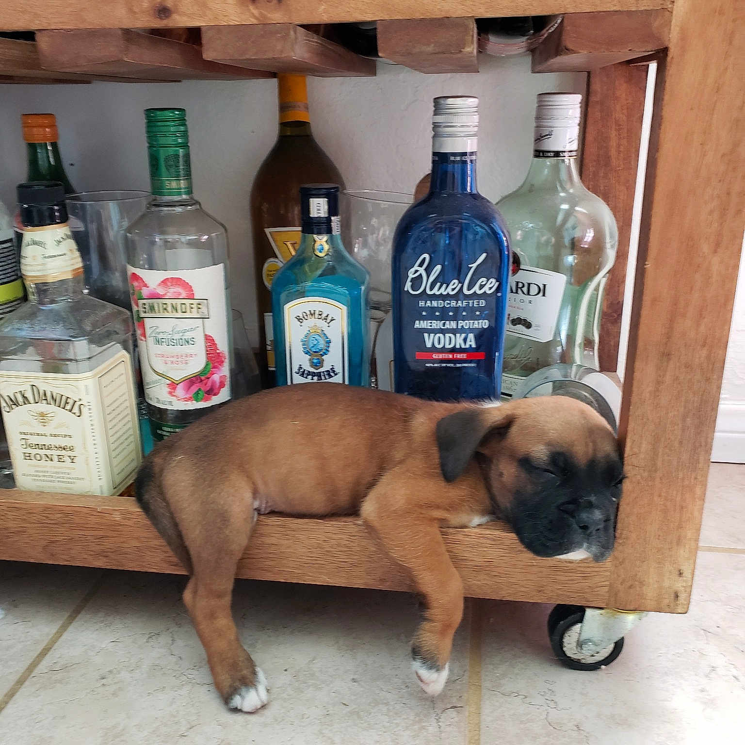 Tokyo is registered to the contest to win money with this photo: alcohol, bottle, canidae, companion_dog, distilled_beverage, dog, dog_breed, drink, fawn, liqueur, pug, toy_dog