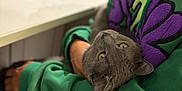 Kosmos is registered to the contest to win money with this photo: arm, blurred_background, casual_clothing, cat, comfort, cozy, curious, domestic, feline, gray_cat, green_hoodie, holding, indoor, kitchen, person, pet, relaxed, resting, seated, table