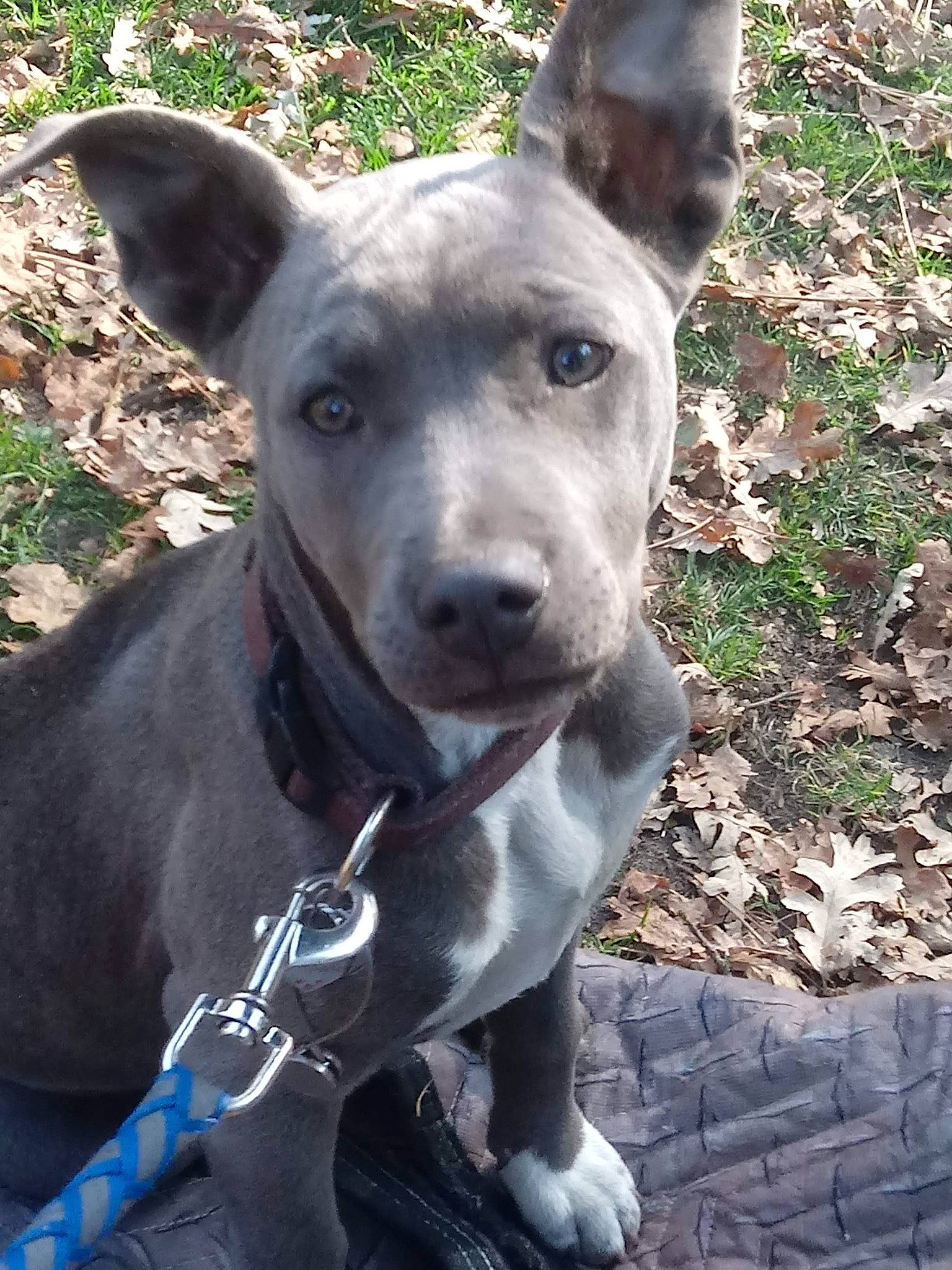 Hiccup Footbutt joined the competition — help win amazing prizes! ancient_dog_breeds, carnivore, collar, companion_dog, dog, dog_breed, dog_collar, dog_supply, ear, fawn, grass, hunting_dog, non_sporting_group, snout, sporting_group, terrestrial_animal, whiskers, working_animal, working_dog