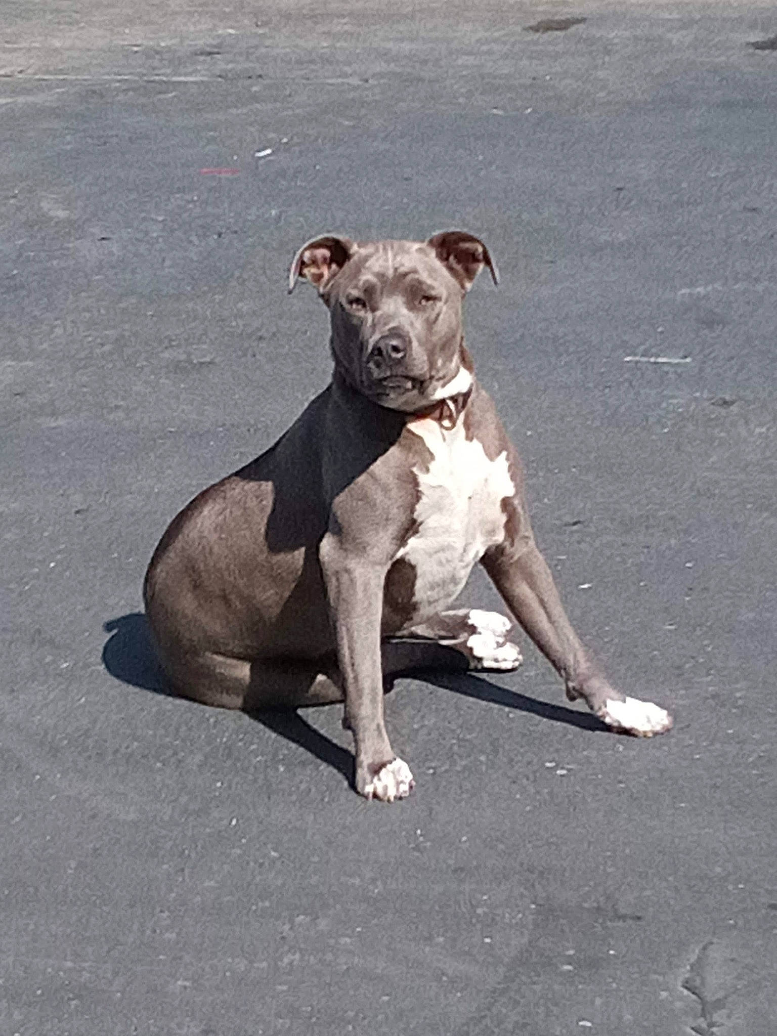 Hiccup Footbutt is registered to the contest to win money with this photo: art, asphalt, canidae, carnivore, collar, companion_dog, concrete, dog, dog_breed, dog_collar, fawn, road_surface, snout, sporting_group, street_dog, tail, terrestrial_animal, toy, toy_dog, working_animal