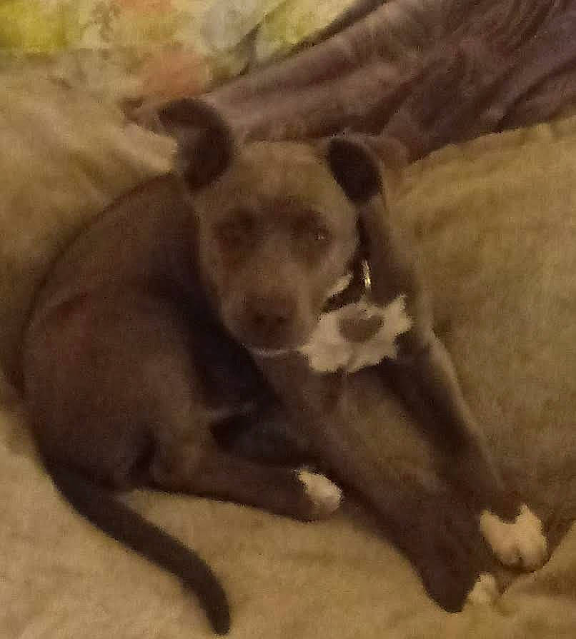 Hiccup Footbutt joined the competition — help win amazing prizes! canidae, carnivore, comfort, companion_dog, dog, dog_breed, fawn, fur, liver, paw, snout, sporting_group, street_dog, tail, terrestrial_animal, toy_dog, whiskers, wildlife, wood, working_animal