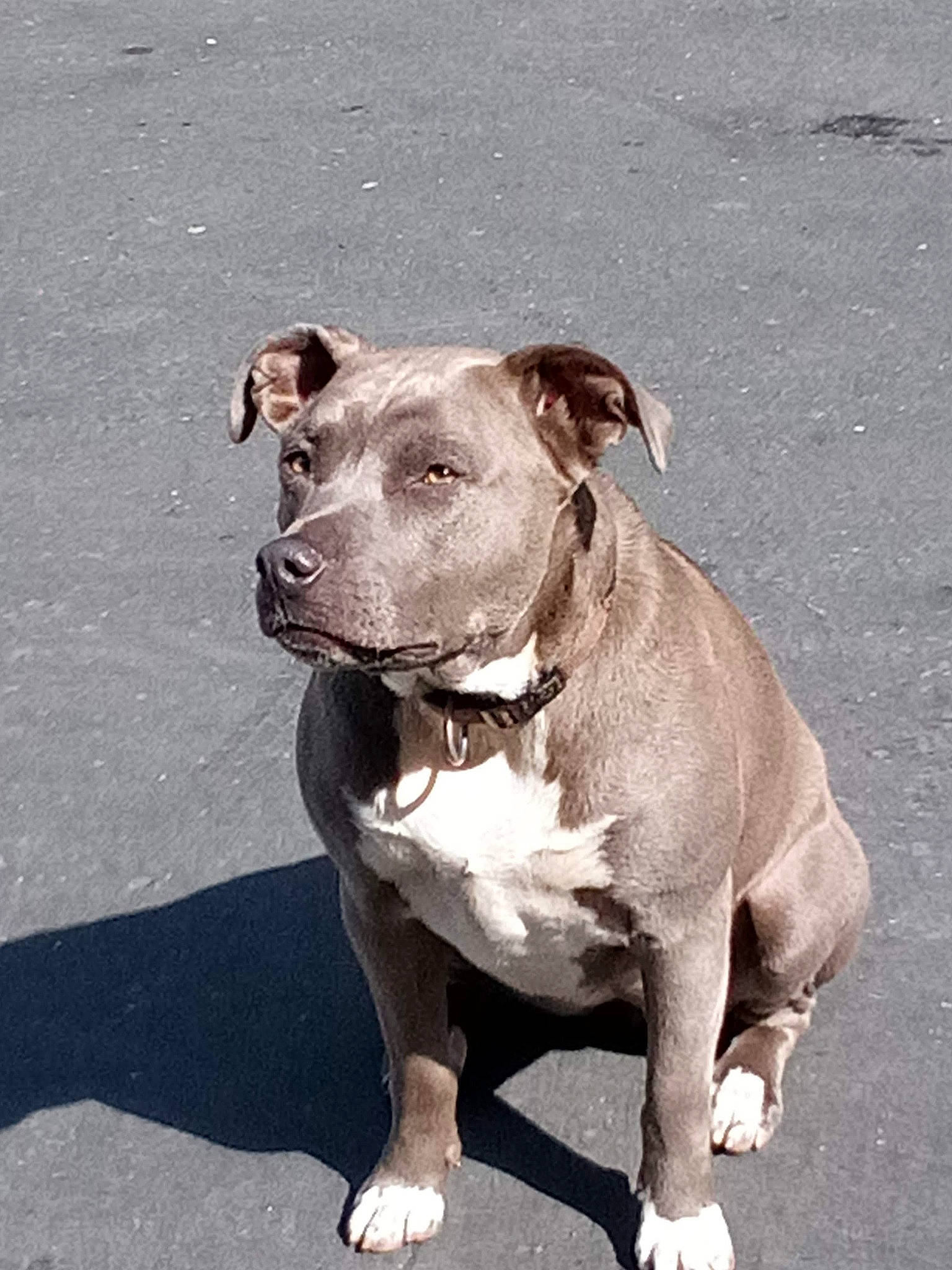 Hiccup Footbutt joined the competition — help win amazing prizes! art, canidae, carnivore, collar, companion_dog, dog, dog_breed, dog_collar, fashion_accessory, fawn, leash, liver, non_sporting_group, pet_supply, road_surface, sporting_group, terrestrial_animal, toy, whiskers, working_animal