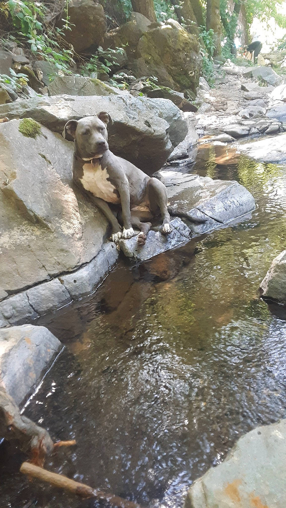 Hiccup Footbutt joined the competition — help win amazing prizes! bedrock, carnivore, dog, fluvial_landforms_of_streams, formation, grass, landscape, outcrop, plant, riparian_zone, sculpture, spring, stream, terrestrial_animal, water, water_feature, water_resources, watercourse, wood, working_animal