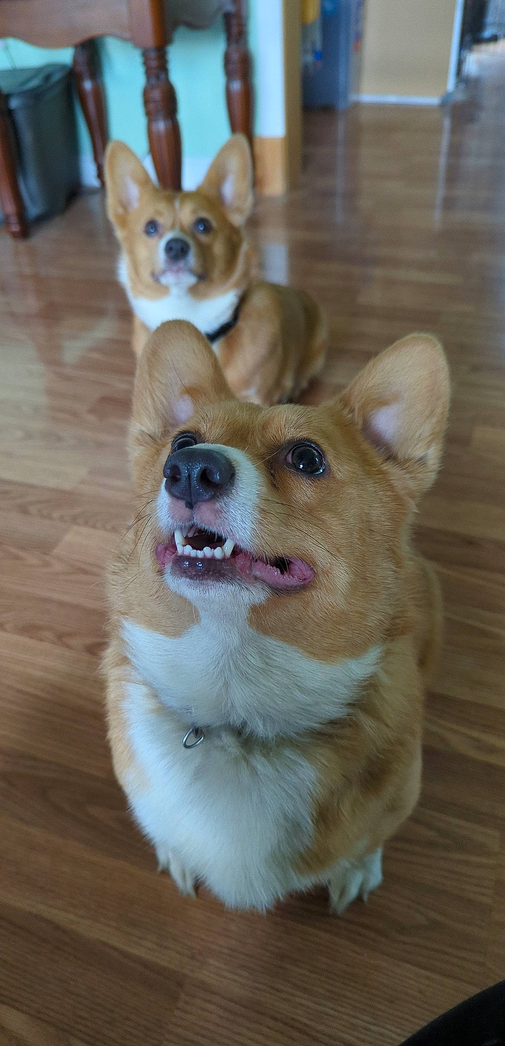 Rosie is registered to the contest to win money with this photo: canidae, carnivore, collar, companion_dog, dog, dog_breed, dog_collar, dog_supply, fawn, flooring, fur, hardwood, pet_supply, snout, sporting_group, varnish, whiskers, wood, wood_stain, working_animal