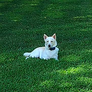 Rosie is registered to the contest to win money with this photo: animal, canine, collar, daylight, dog, grass, greenery, lawn, lying_down, mammal, nature, outdoor, park, peaceful, pet, quiet, relaxed, summer, sunlight, white_dog