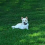 animal, canine, collar, daylight, dog, grass, greenery, lawn, lying_down, mammal, nature, outdoor, park, peaceful, pet, quiet, relaxed, summer, sunlight, white_dog