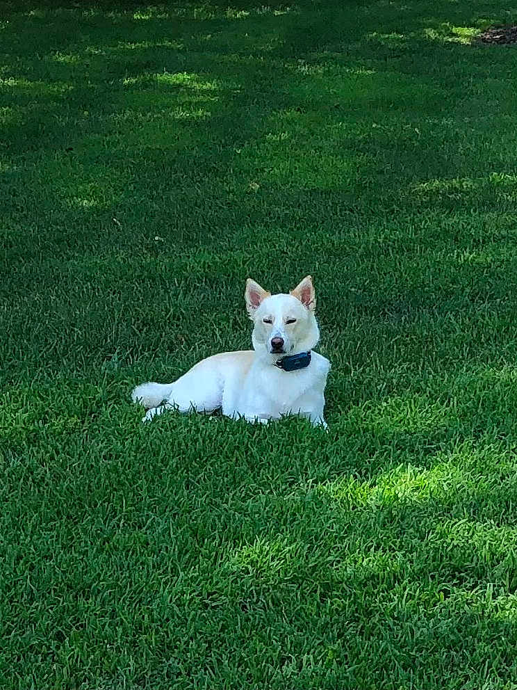 Rosie
