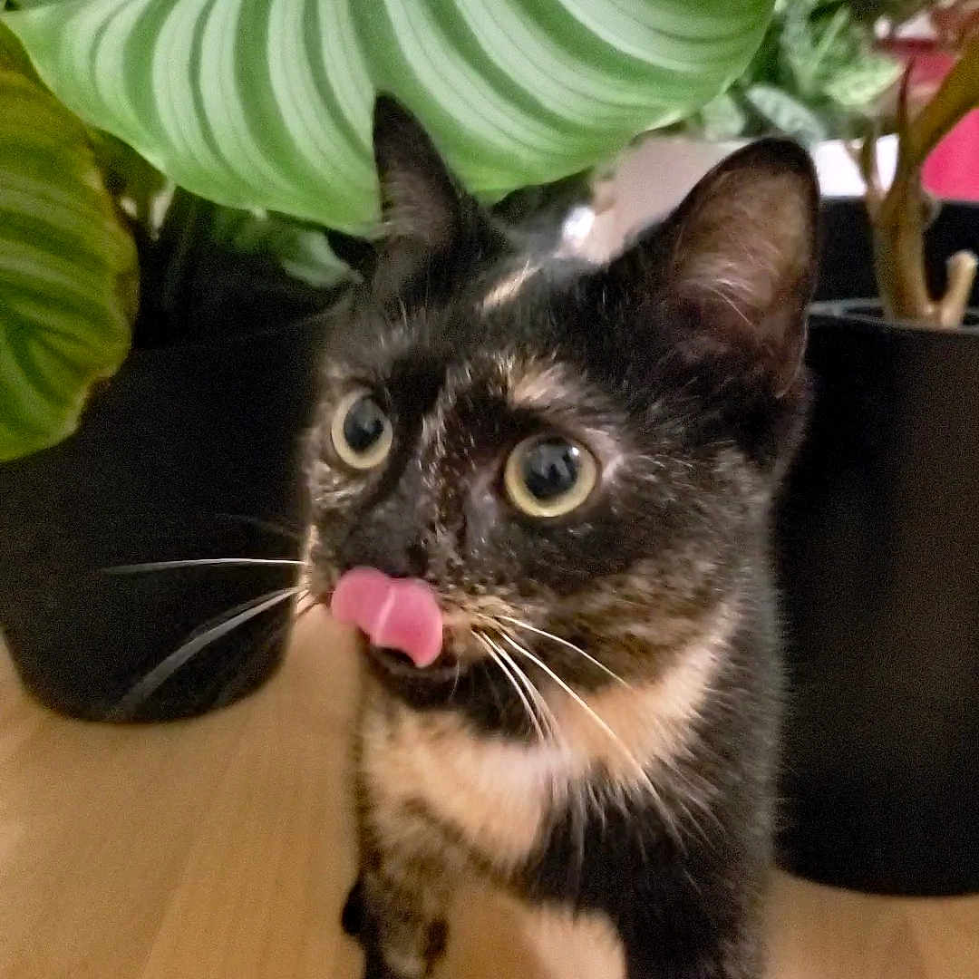 Nayru a rejoint le concours — aidez-le/la à gagner de superbes lots ! animal, bodypart, cat, face, flower, head, jar, kitten, leaf, mouth, person, pet, photography, plant, planter, portrait, pottedplant, pottery, vase, wood