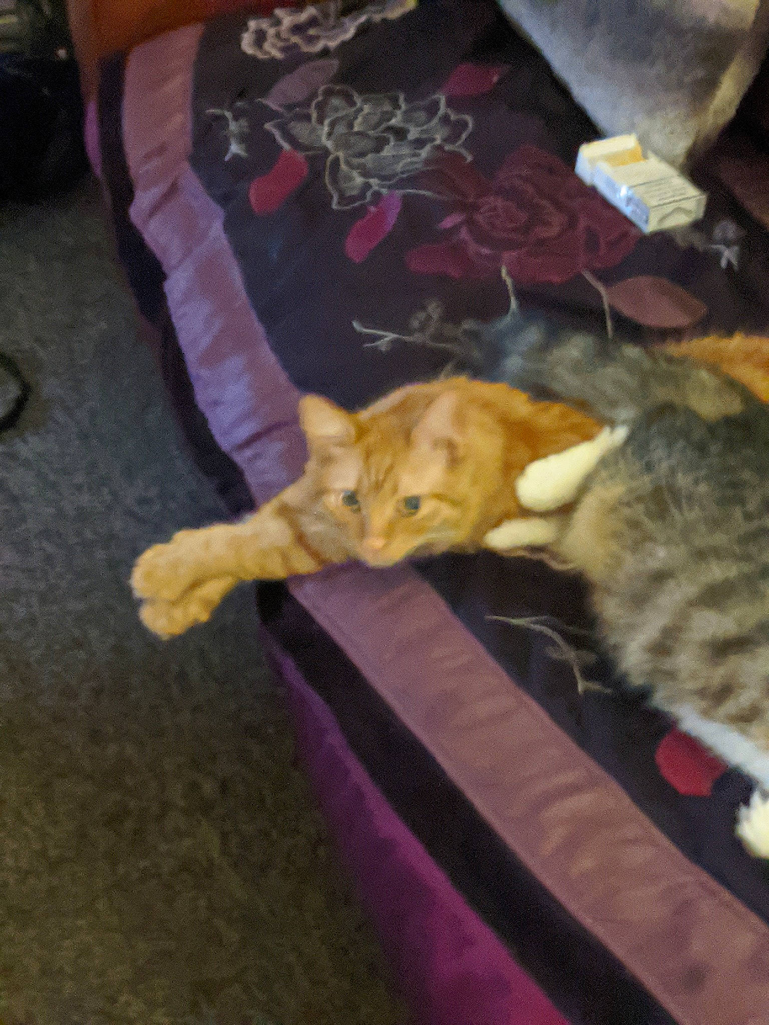 Tiny joined the competition — help win amazing prizes! canidae, carnivore, cat, claw, comfort, domestic_short_haired_cat, fawn, felidae, flooring, fur, magenta, nap, sleep, small_to_medium_sized_cats, sporting_group, tail, whiskers, wood