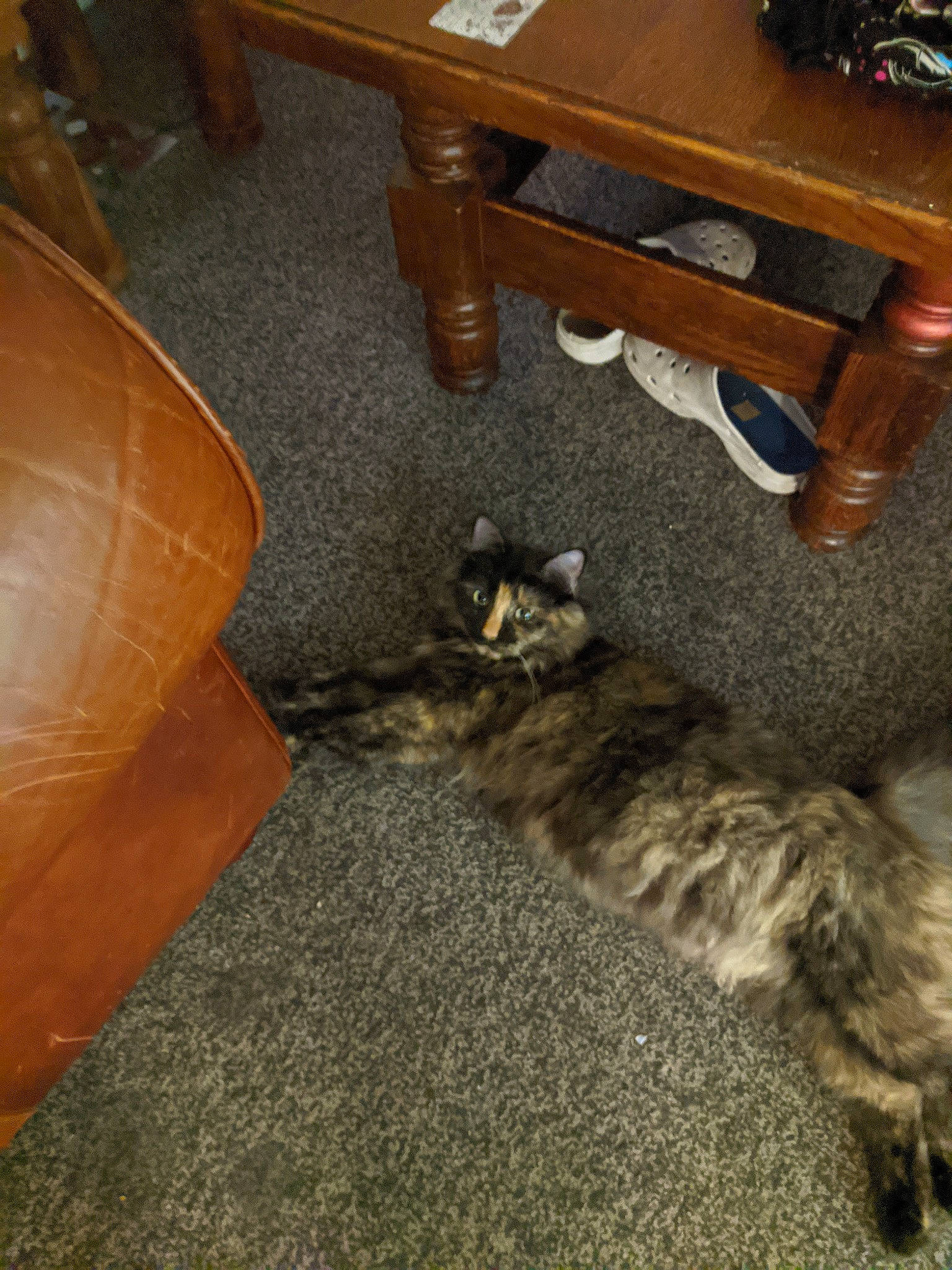 Tiny is registered to the contest to win money with this photo: carnivore, cat, comfort, domestic_short_haired_cat, felidae, floor, flooring, hardwood, human_leg, laminate_flooring, living_room, room, small_to_medium_sized_cats, table, tail, varnish, whiskers, wood, wood_flooring, wood_stain