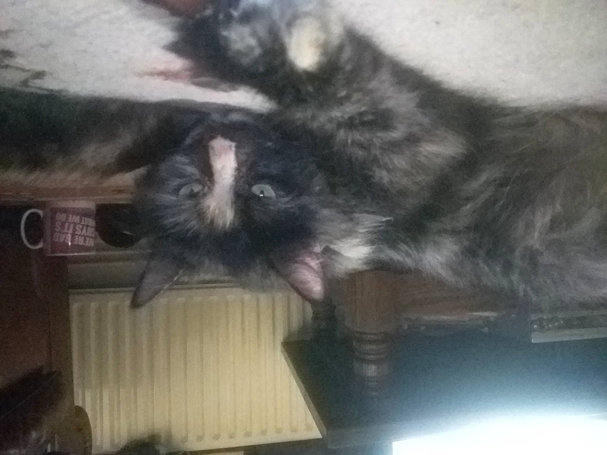 Tiny is registered to the contest to win money with this photo: canidae, carnivore, cat, claw, cloud, comfort, companion_dog, dog_breed, domestic_short_haired_cat, felidae, fur, paw, plant, sky, small_to_medium_sized_cats, snout, sporting_group, square, tail, whiskers