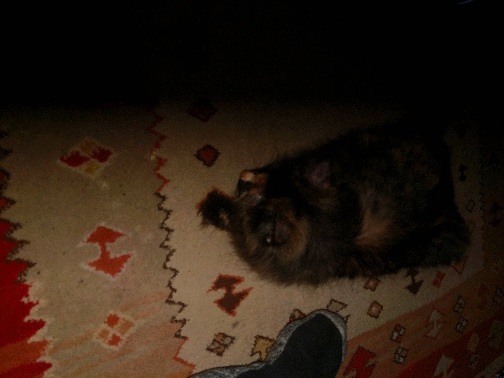 Tiny joined the competition — help win amazing prizes! carmine, carnivore, dog_breed, fawn, felidae, flooring, foot, fur, grey, hardwood, human_leg, muroidea, packrats, paw, rodent, small_to_medium_sized_cats, tail, walking_shoe, whiskers, wood