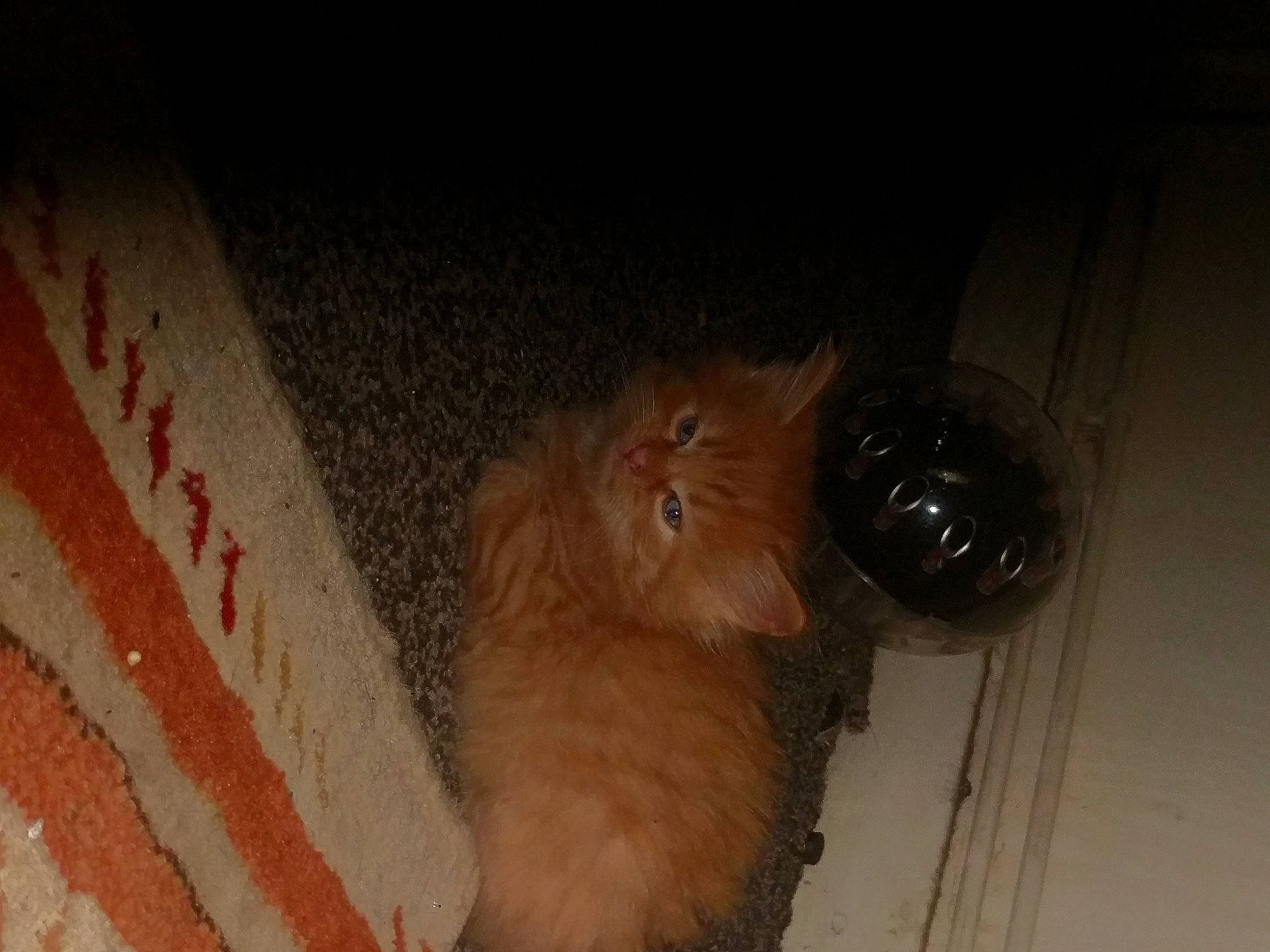 Ginger is registered to the contest to win money with this photo: canidae, carnivore, companion_dog, dog, dog_breed, fawn, felidae, flooring, fur, hardwood, liver, rodent, room, small_to_medium_sized_cats, snout, sporting_group, tail, toy_dog, whiskers, wood