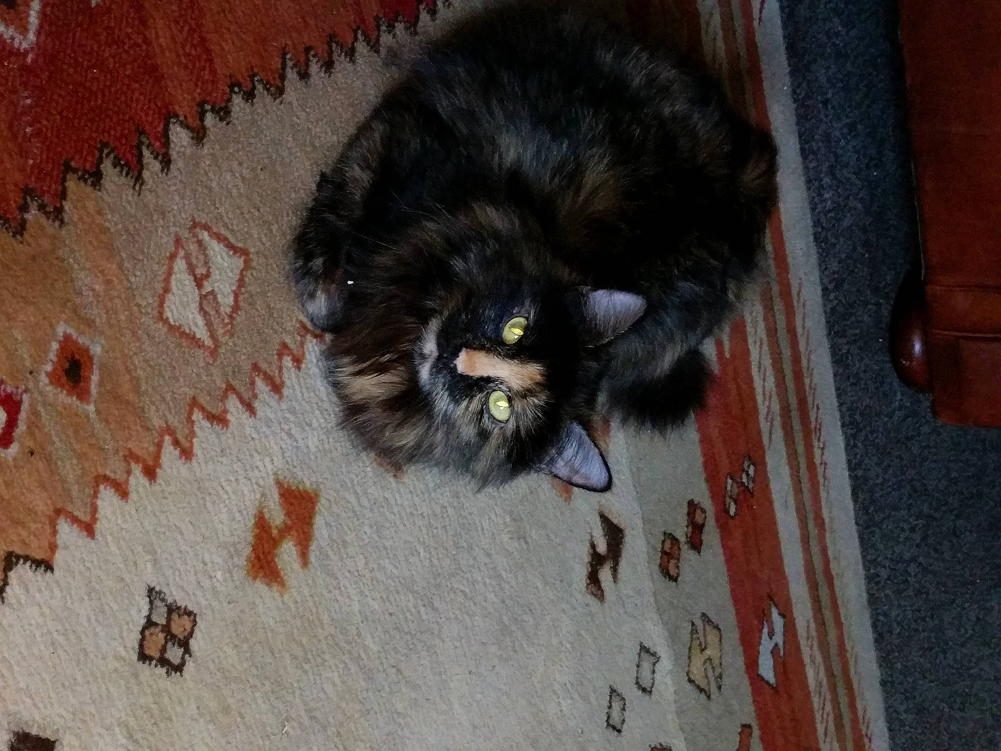 Ginger is registered to the contest to win money with this photo: black_cat, carnivore, cat, claw, comfort, dog_breed, domestic_short_haired_cat, felidae, floor, flooring, fur, grey, hardwood, small_to_medium_sized_cats, snout, sporting_group, tail, terrestrial_animal, whiskers, wood