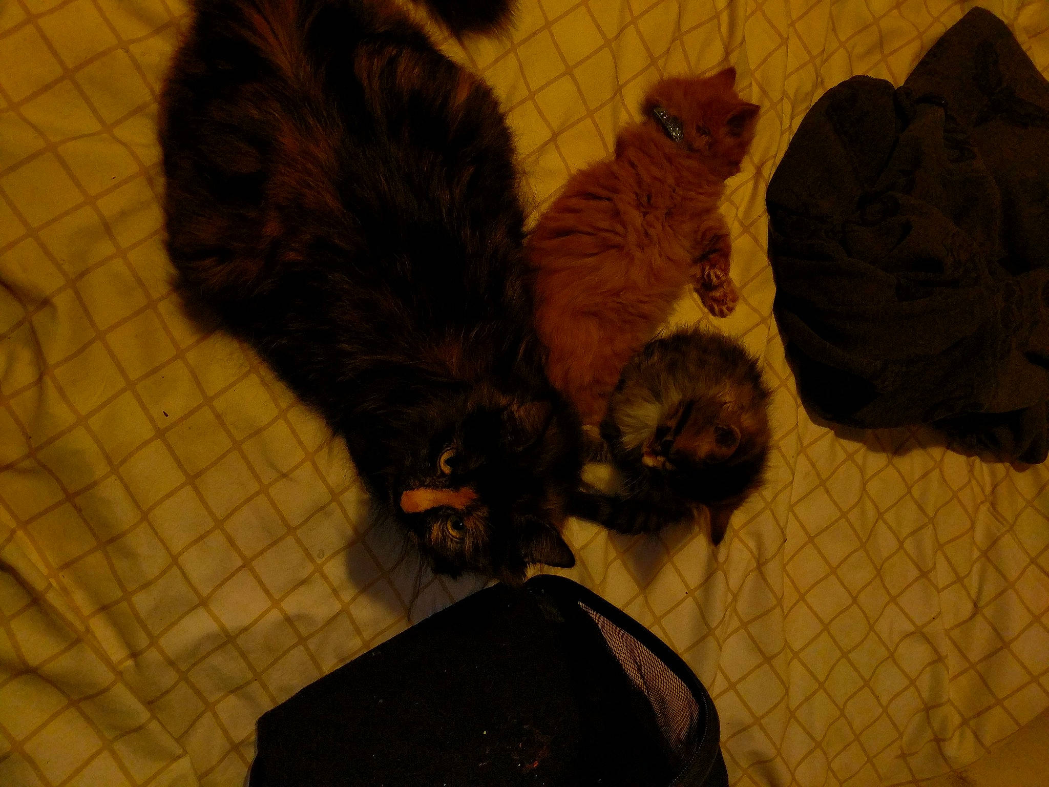 Ginger And Tiny joined the competition — help win amazing prizes! black_cat, brown, carnivore, cat, claw, comfort, companion_dog, dog_breed, domestic_short_haired_cat, fawn, felidae, flooring, fur, liver, paw, small_to_medium_sized_cats, sporting_group, tail, terrestrial_animal, whiskers