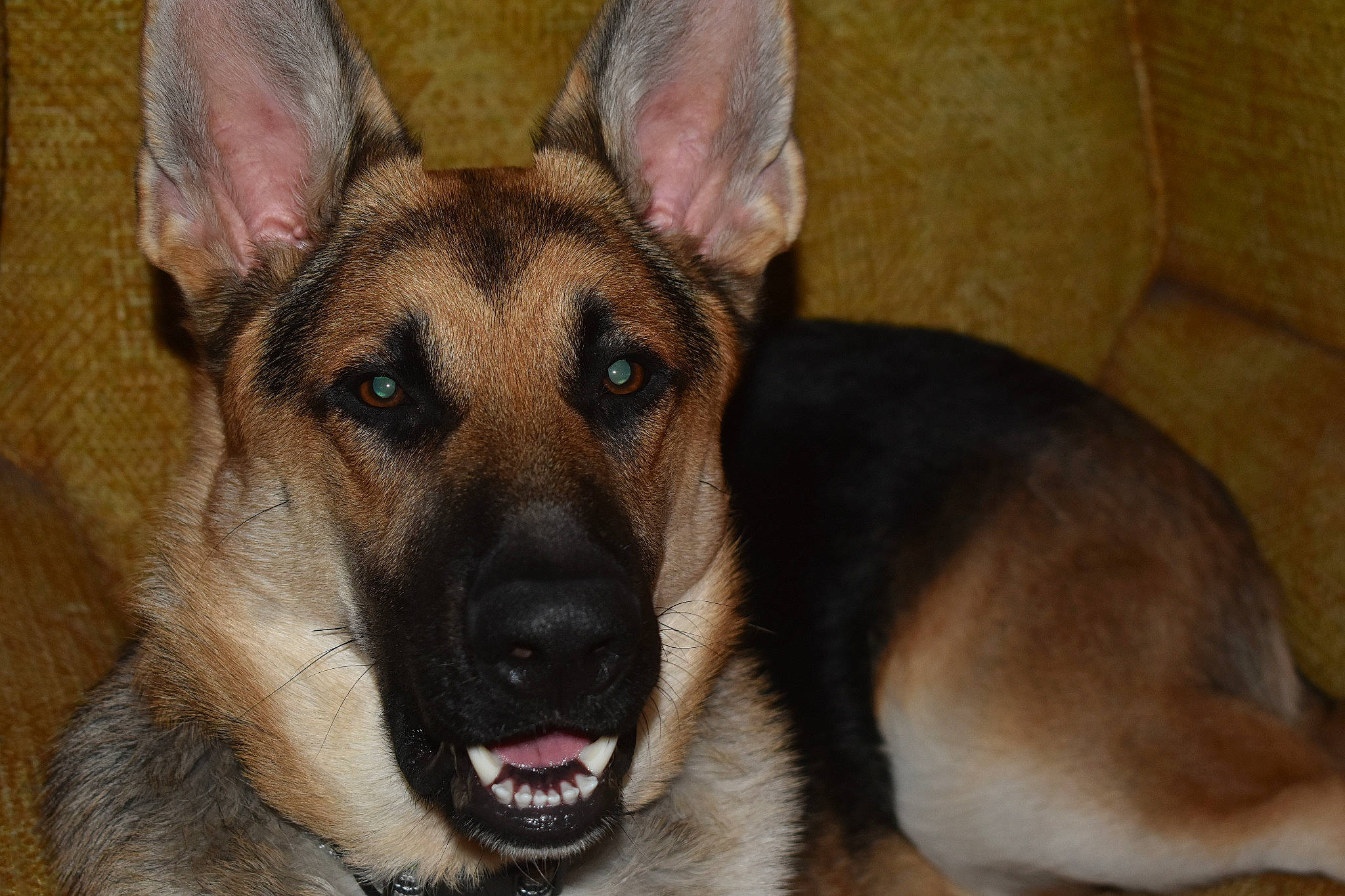 Sam joined the competition — help win amazing prizes! belgian_shepherd_malinois, canidae, carnivore, dog, dog_breed, ear, east_european_shepherd, fawn, german_shepherd_dog, king_shepherd, kunming_wolfdog, mammal, old_german_shepherd_dog, police_dog, rare_breed_dog, snout, vertebrate, wolfdog, working_dog