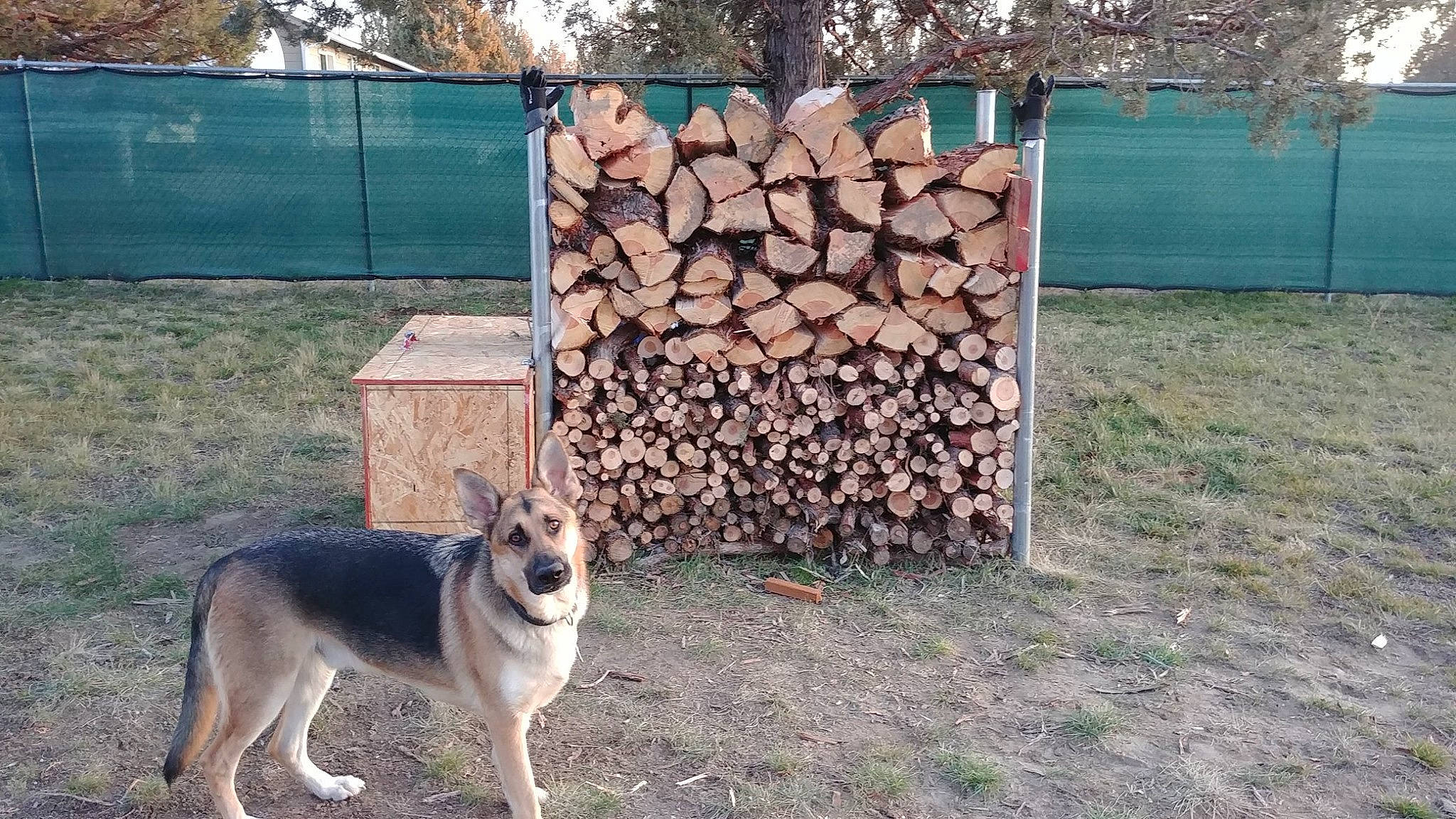 Sam joined the competition — help win amazing prizes! alaskan_malamute, canidae, carnivore, czechoslovakian_wolfdog, dog, dog_breed, east_european_shepherd, german_shepherd_dog, mammal, native_american_indian_dog, saarloos_wolfdog, seppala_siberian_sleddog, siberian_husky, sled_dog, tree, wolfdog