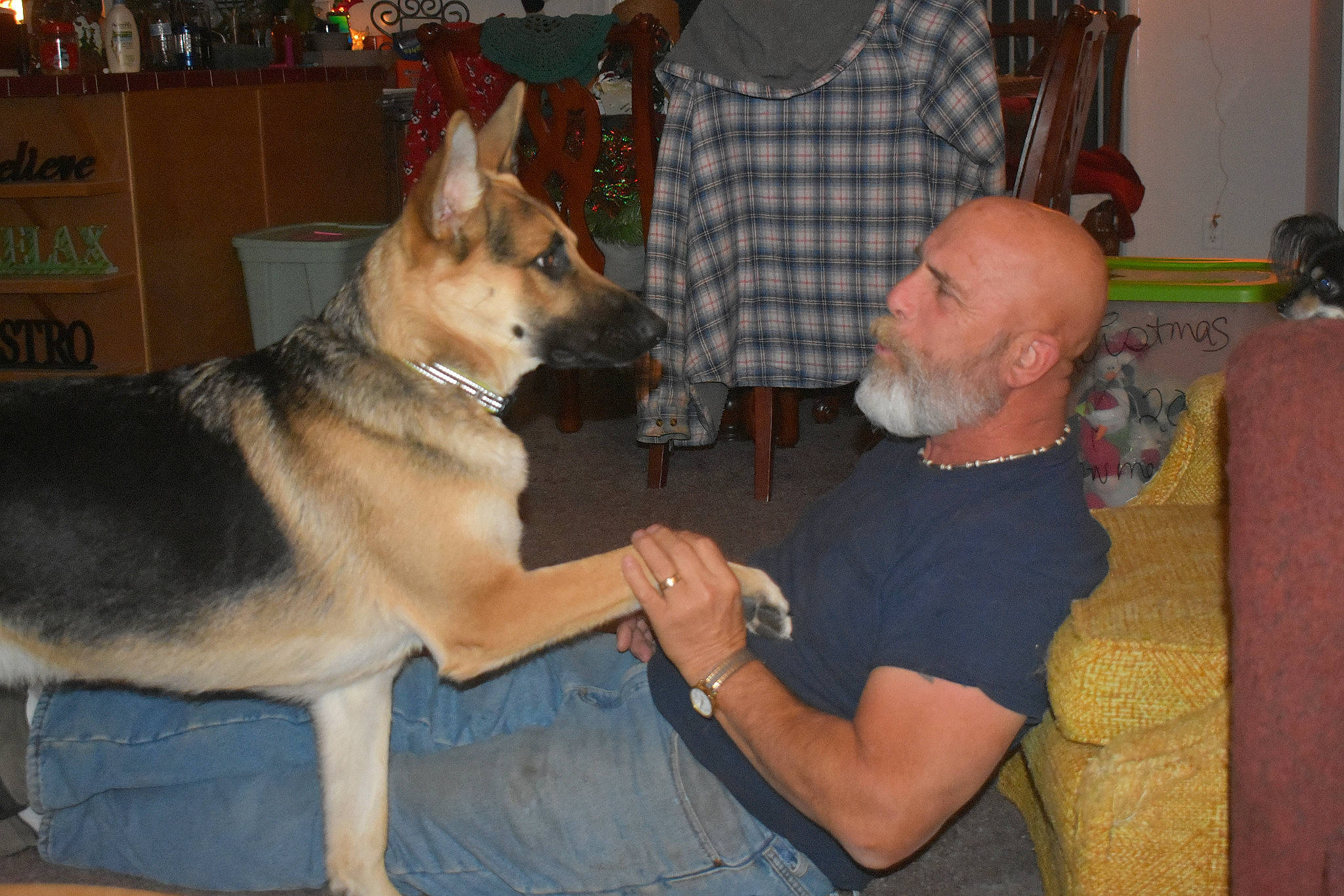 Sam joined the competition — help win amazing prizes! canidae, carnivore, companion_dog, czechoslovakian_wolfdog, dog, dog_breed, east_european_shepherd, fawn, german_shepherd_dog, king_shepherd, kunming_wolfdog, mammal, old_german_shepherd_dog, shiloh_shepherd_dog, snout, vertebrate, wolfdog, working_dog