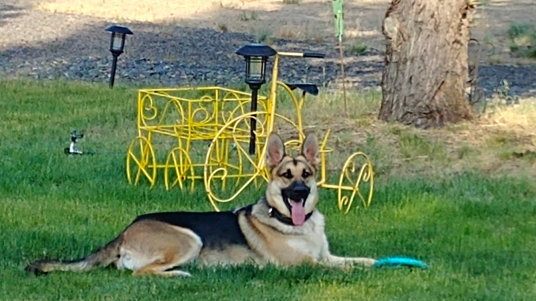 Sam joined the competition — help win amazing prizes! canidae, carnivore, dog, dog_breed, east_european_shepherd, german_shepherd_dog, mammal, police_dog, vertebrate, working_dog